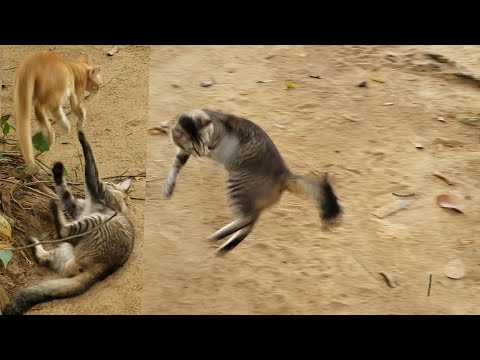 Cat Sprinting and Pouncing