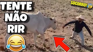 TENTE NÃO RIR: OS MELHORES VÍDEOS DA INTERNET #videosengracados #tentenaorir #humor #comedia #tiktok