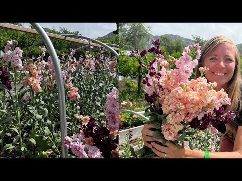 My "Stock" Flowers  Are Stunning! One of my Proudest Moments! The Smell is Heavenly. //FlowerFanatic