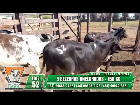 LOTE 52   5 BEZERROS ANELORADOS   150 KG- LEILO RIO & LEILO ALPA - RIO PARANAÍBA-MG - 28/07/26