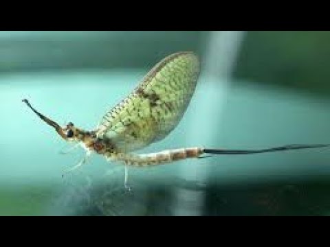 5 Shortest Living Animals