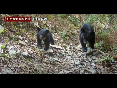臺灣「友熊」之鄉－卓溪，一窺黑熊與人的秘密