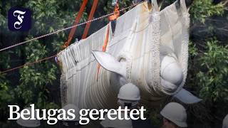 Rettungsaktion: Belugawale und Delfine aus Kanada nach Spanien gebracht