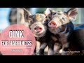 🐷 Pigs Grunting and Screaming Sounds | 🕙 10 Hours | 🎧 For Stress Relief, Calm | Bonus Facts