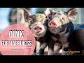 Pigs Grunting And Screaming Sounds 10 Hours For Stress Relief Calm Bonus Facts