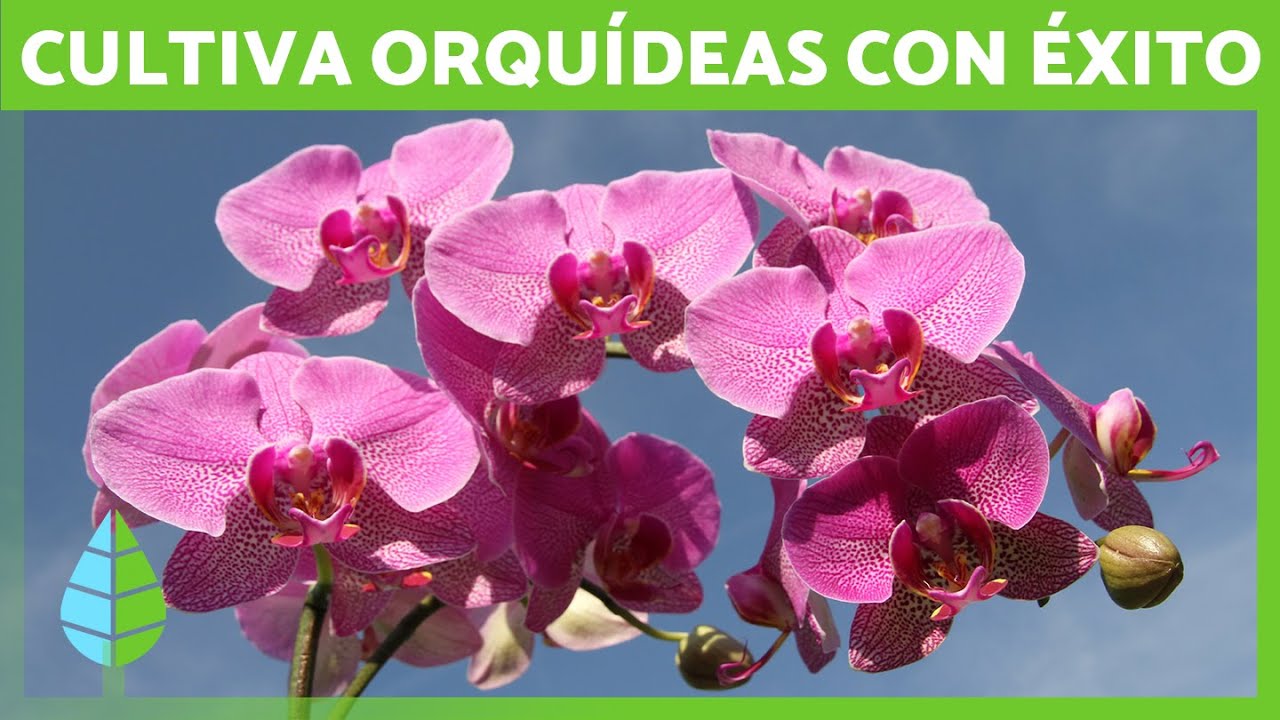Guía Completa de Orquídeas: Tipos, Cuidados, Cultivo y Errores Comunes