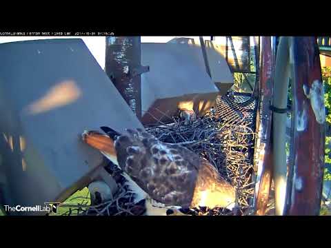 Male Red-tailed Hawk Visits the Fernow Nest With Sticks, October 4, 2017