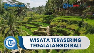 Wisata Alam Terasering Tegalalang Penyuguhan Pemandangan Hamparan Sawah Berundak