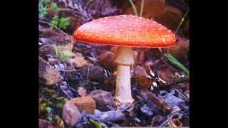 BUDDHA BAR II DUENDES