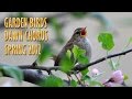 Dawn Chorus Spring 2012 Birdsong Sound ...
