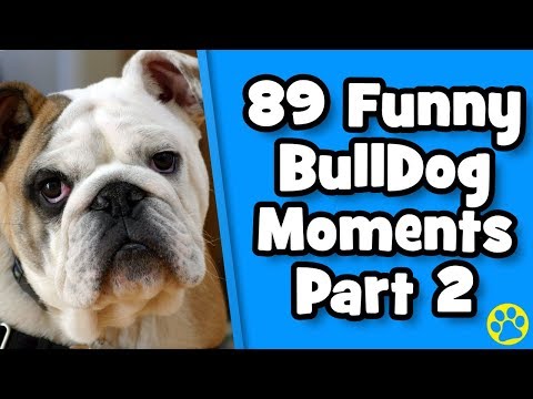 The Funniest English Bulldog Videos Of 2019 Weekly Compilation | DoggOwner