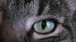 Lou Barlow - Nerve (Official Video)