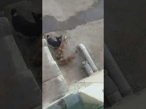 Good morning see in help dog food milk me 🐕😊