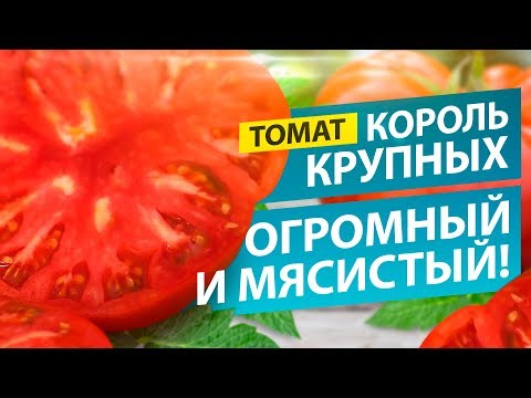 ОДИН ТОМАТ - ЧАШКА САЛАТА! СОРТ КОРОЛЬ КРУПНЫХ