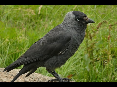 ⭐️OKOSÍTÓ⭐️Nyelvtörők🙃 - 12 mókás nyelvtörő🦉🙃😸 Fejlesztő játék