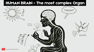 The UNIQUE abilities of the Human Brain 🧠 | Whiteboard animation