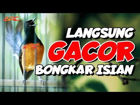 PANCINGAN EMOSI MURAI BATU CEPAT GACOR ISIAN KELUAR 