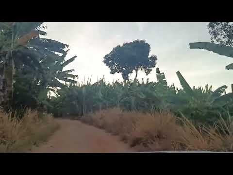 Cheguei no engenho palma indo pra o sítio maravilha Machados Pernambuco 