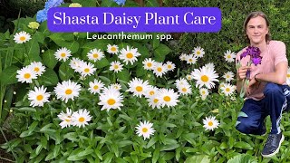 Deadheading Shasta Daisies - Plant Care throughout the Year - Complete Instructions Leucanthum