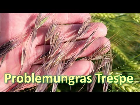 Problemungras Trespe