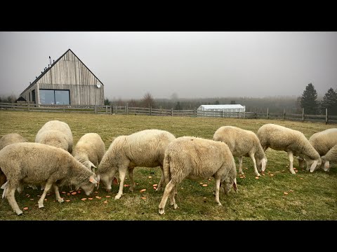 , title : 'vlog 55 | część 1 - jakim NIE być hodowcą czyli błędy i porażki w naszej hodowli owiec'
