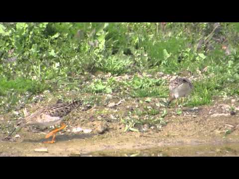 Batalion, 02.04.2014 r., Pszenno