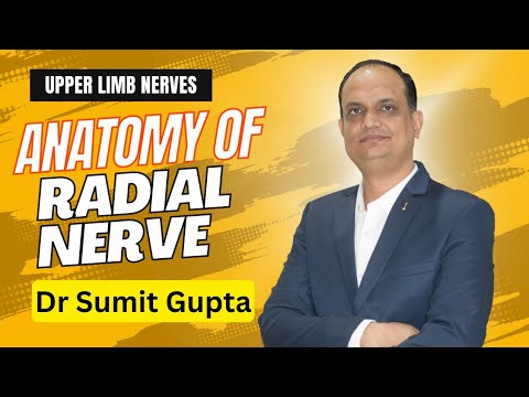 Radial nerve anatomy : Course and branches.