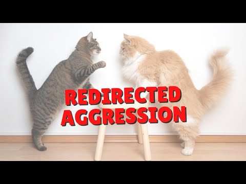 Redirected Aggression | Two Crazy Cat Ladies