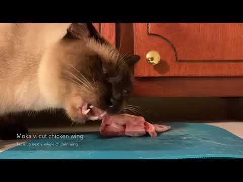 ASMR | How To: Feed Your Cat Raw Meaty Bones | Bones For Cats | Cats Eat Chicken Wings | PMR Diet