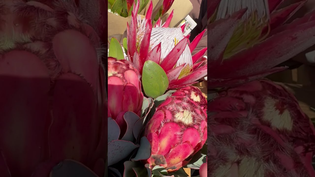 Royale King Protea. National Flower of South Africa #howto #shorts #flowers