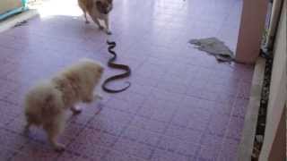 preview picture of video 'Dog vs Snake'