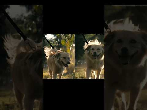 Good Moment. Beautiful Dog