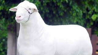 Raising Lambs for Meat These 5 Breeds are Top Performers