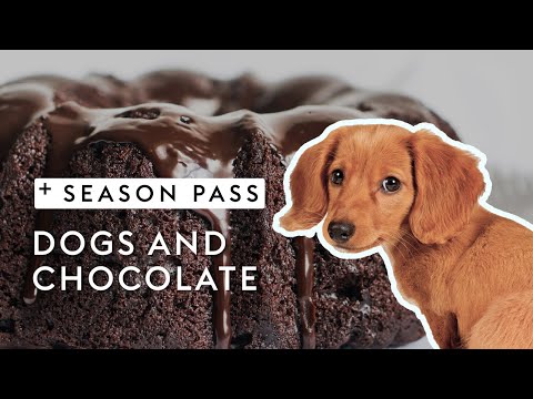 Dangers of Chocolate for Dogs | Dr. Kirsten's Season Pass