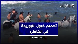 راحة للجواد ومتعة للمصطافين.. تحميم الخيول في الشاطئ قبل عروض التبوريدة في موسم مولاي عبد الله thumbnail