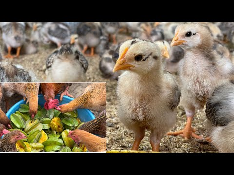 , title : 'Chicken Farm - How to take care of 10 day old chicks - life on the farm'