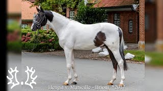 Video koně Grenoble