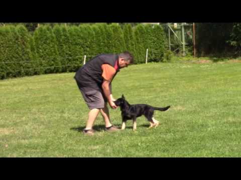 Corby Greymary - summer camp - 4 months