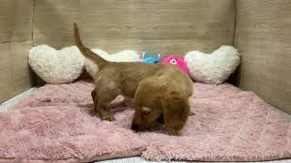 ミニチュアダックスの動画01