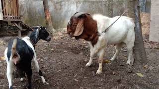 Download lagu Boer goat / kawin kacang mp3 Download lagu Boer goat / kawin kacang mp3