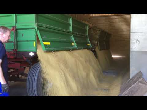 Wintergerste Ernte 2019