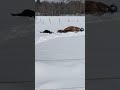 Horse LOVES Making Snow Angels!