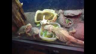 preview picture of video '5 Bearded Dragons [Oaklawn Farm Zoo]'