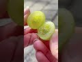 Cotton candy grapes are 100% real and yes Willy Wonka developed them. #howtowithjessie #cottoncandy