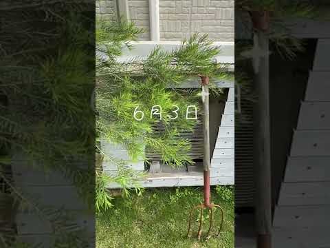 小さな庭の装飾に最適な木は何ですか 有用な葉 果物