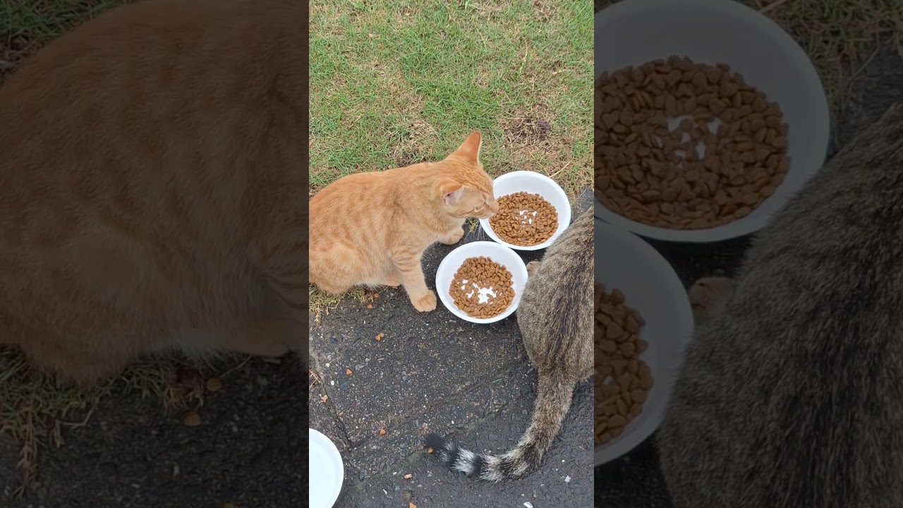 2025年9月13日　浜名湖の天使たち～親離れ出来ない親子 #cat #大天使 #小天使 #cute