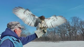 Viral quality Bruce Pressler Falconer Red Tail hawk hunts rabbits, Brushy Creek Iowa