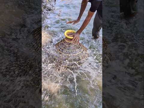 পলোতে মাছ পড়ছে #fishing #fish #shorts