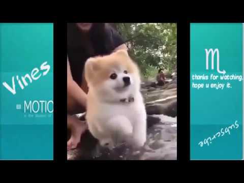 TRY NOT TO LAUGH Funny Animals Fails