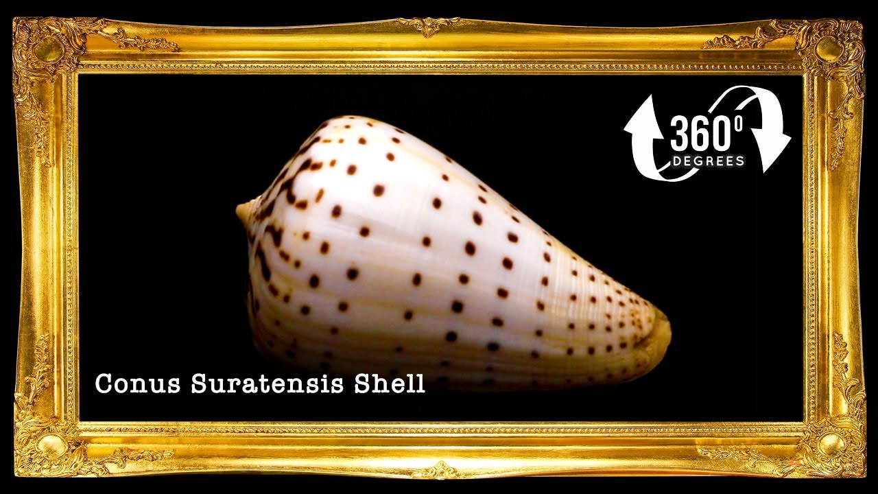 Conus Surat | Conus Suratensis | 3 - 4 Inches